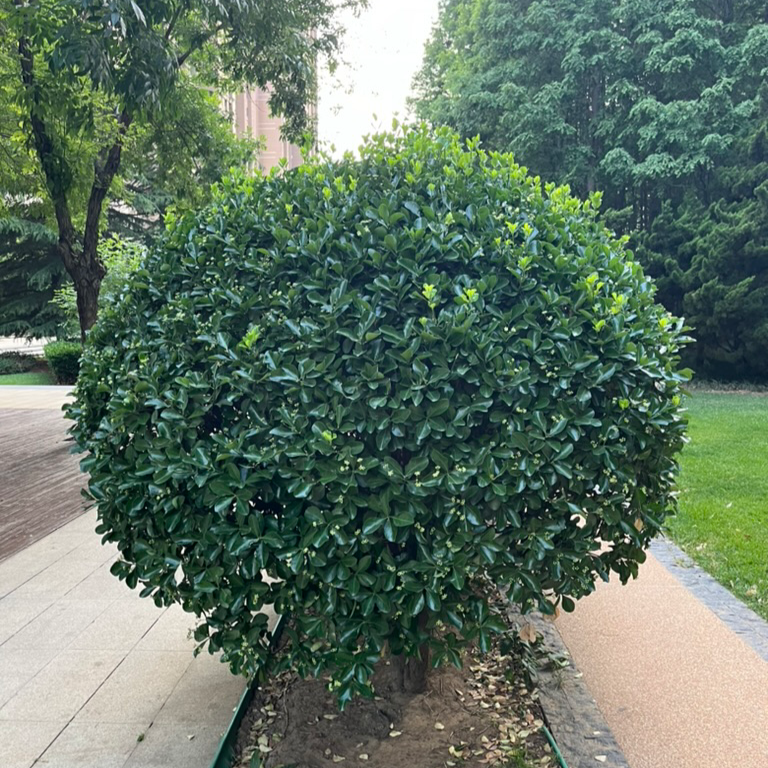 Boxleaf Euonymus