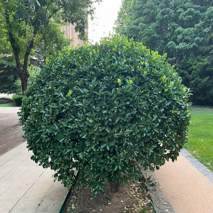 Holly Spear Guard-Big Leaf Boxwood