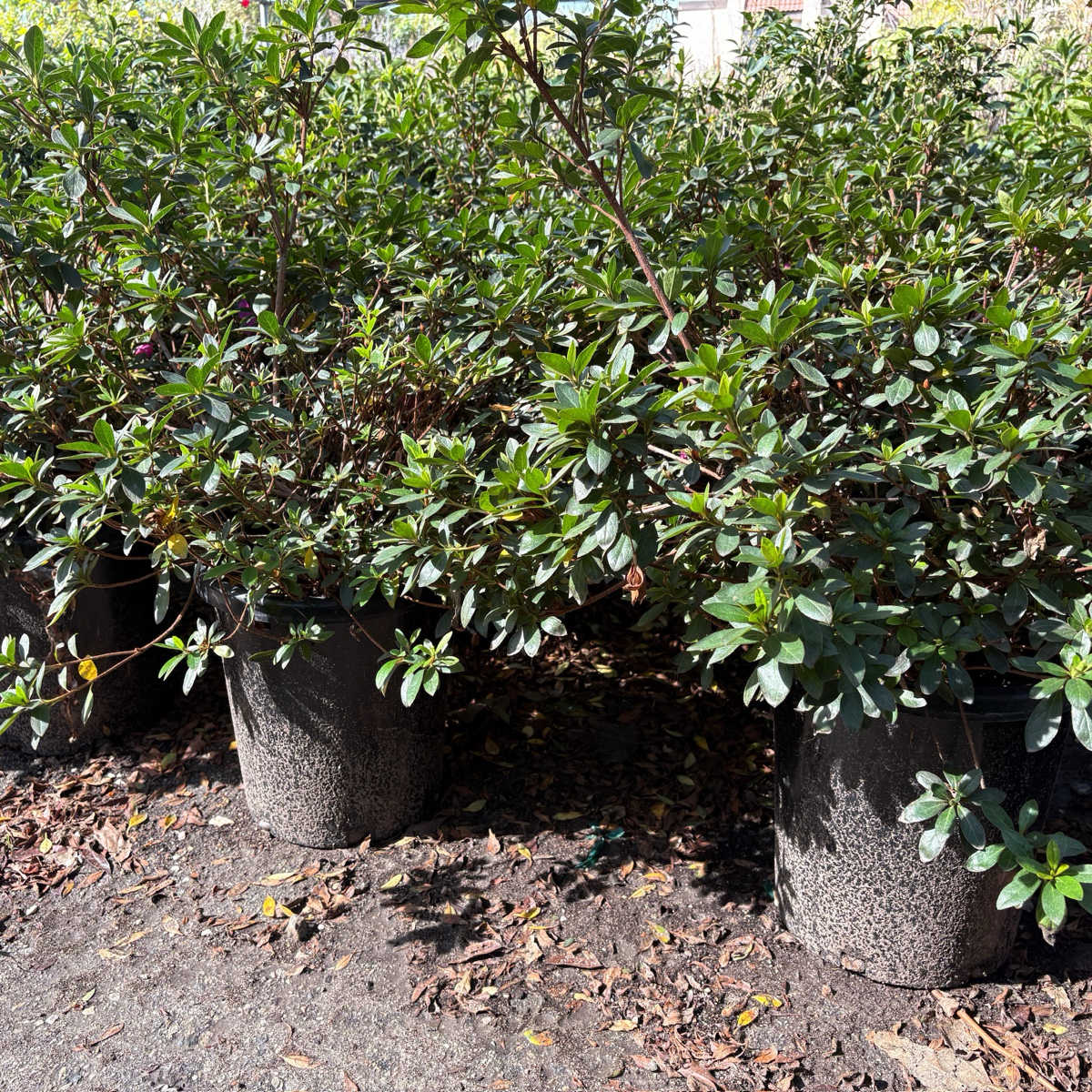 Autumn Royalty Encore® Azalea