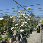 白花色奇迹四照花