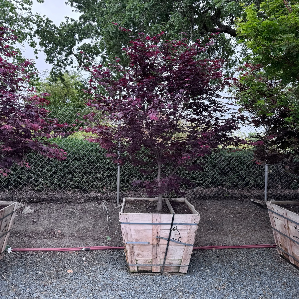 Red Japanese Maple
