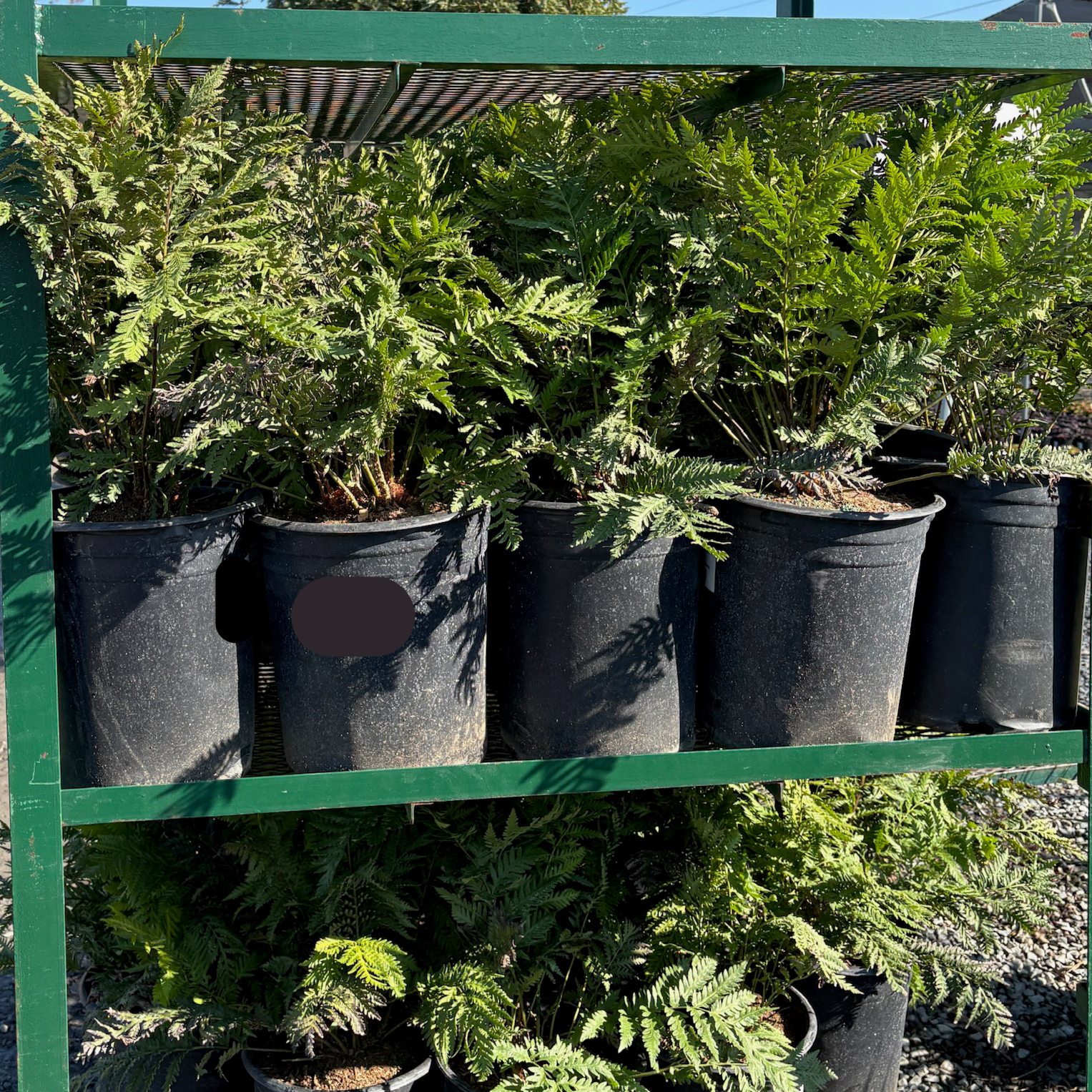 Giant Chain Fern