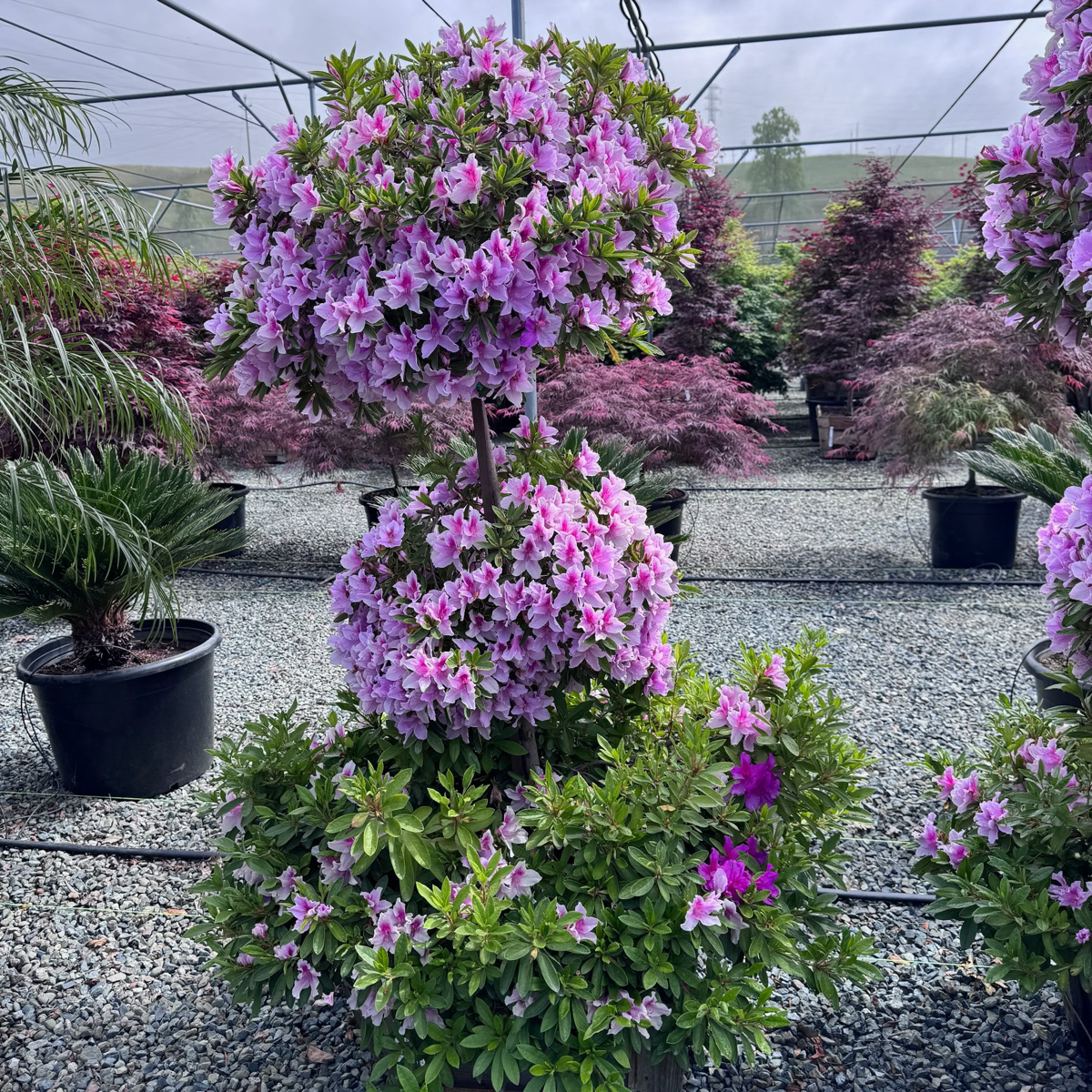 George L Taber Azalea