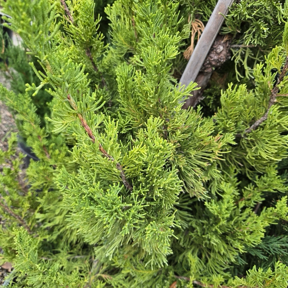 Hollywood Juniper