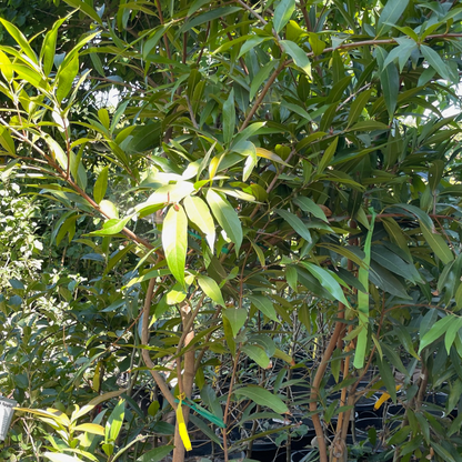 Syzygium saplings