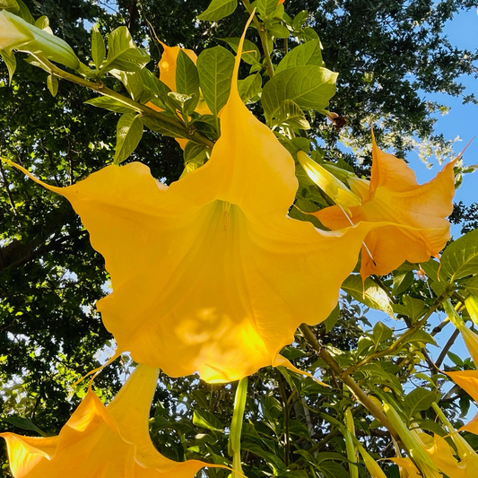 Charles Grimaldi Angel's Trumpet