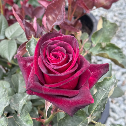 Tea Rose-Black Buck