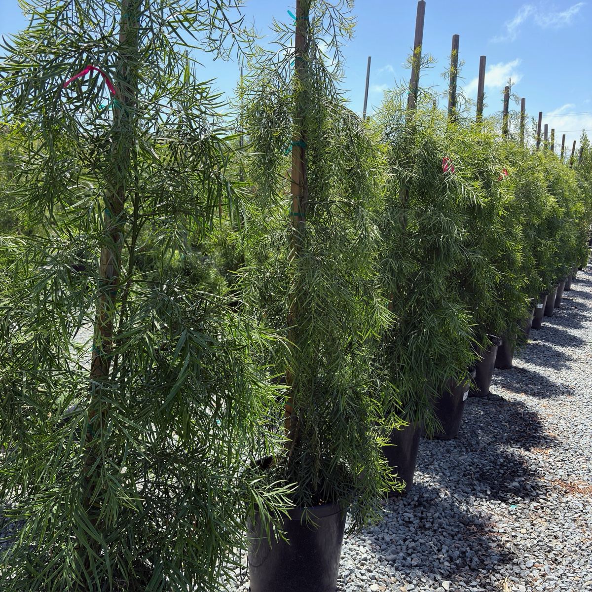 Fern Podocarpus