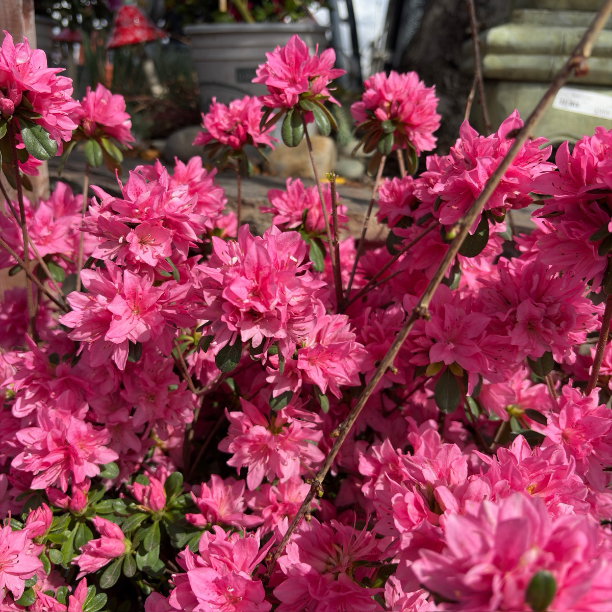 Azalea ’Sherwood Pink‘