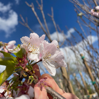 Cherry Blossom Tree-Single Layer Pink and White