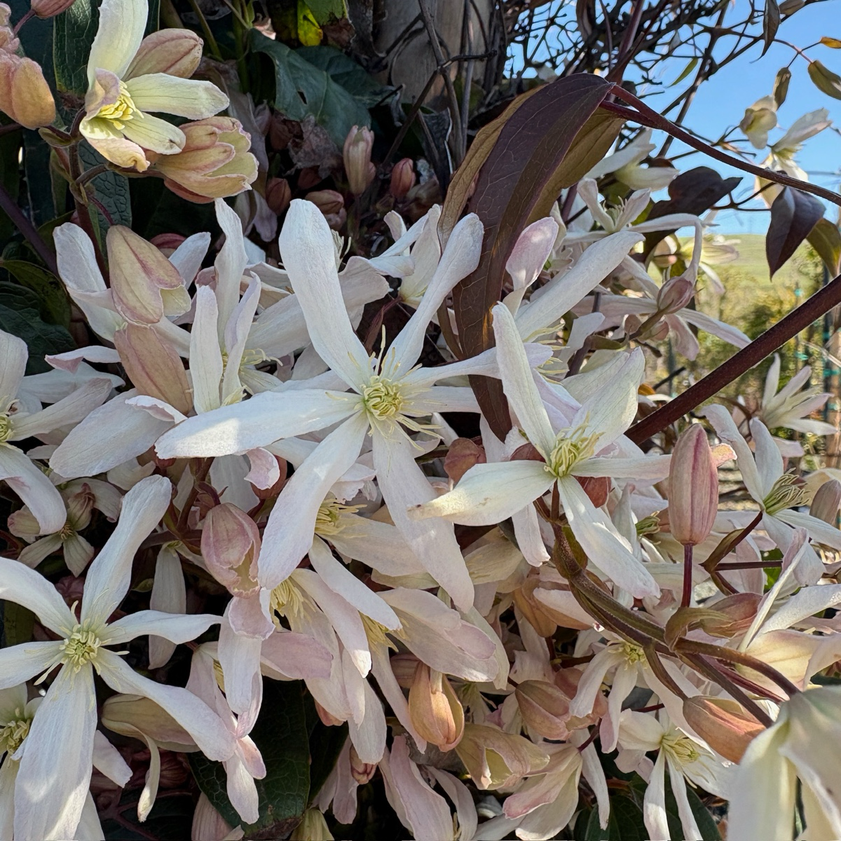 常绿铁线莲-白花