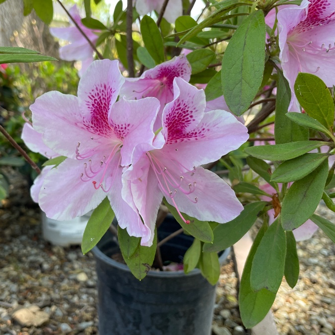 杜鹃花- 粉花锦绣