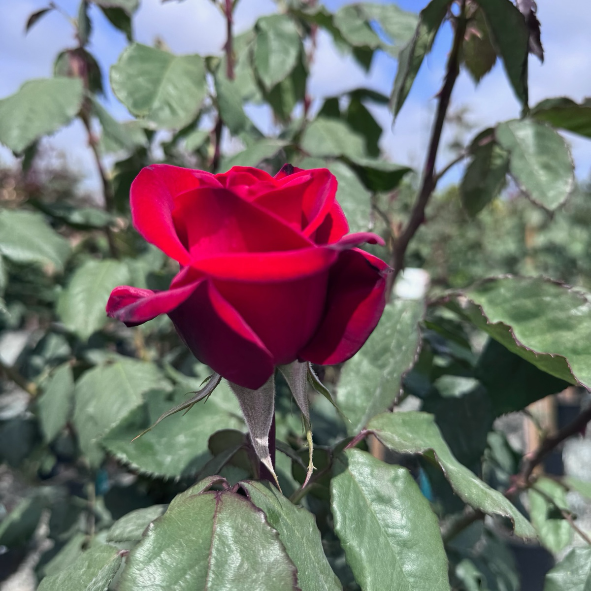 Olympiad Rose