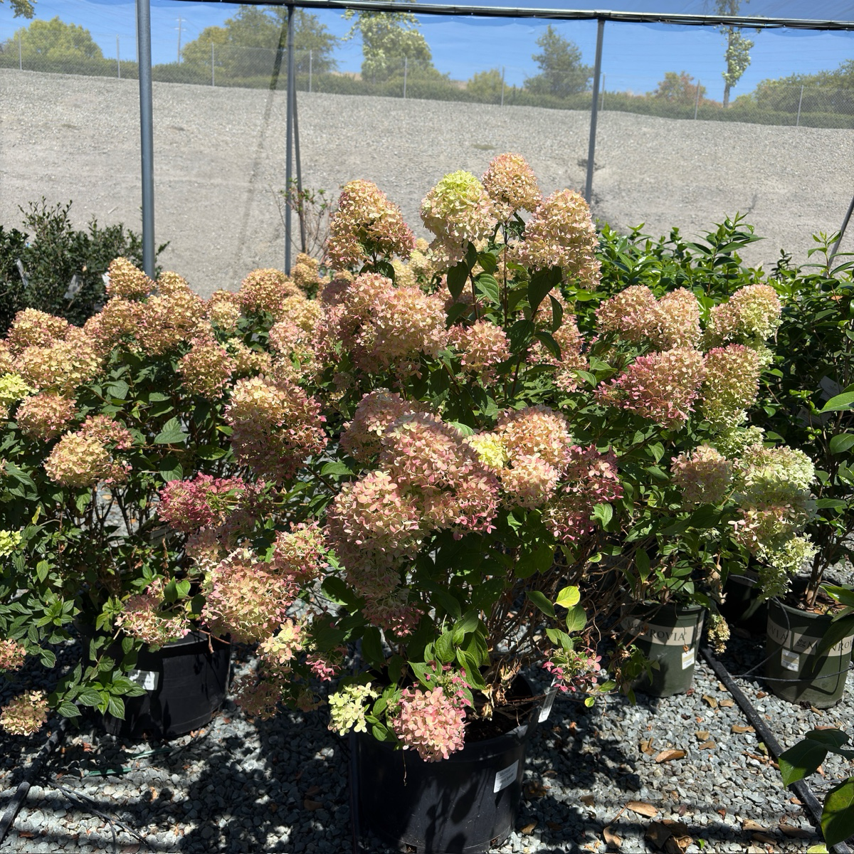 Limelight Panicle Hydrangea