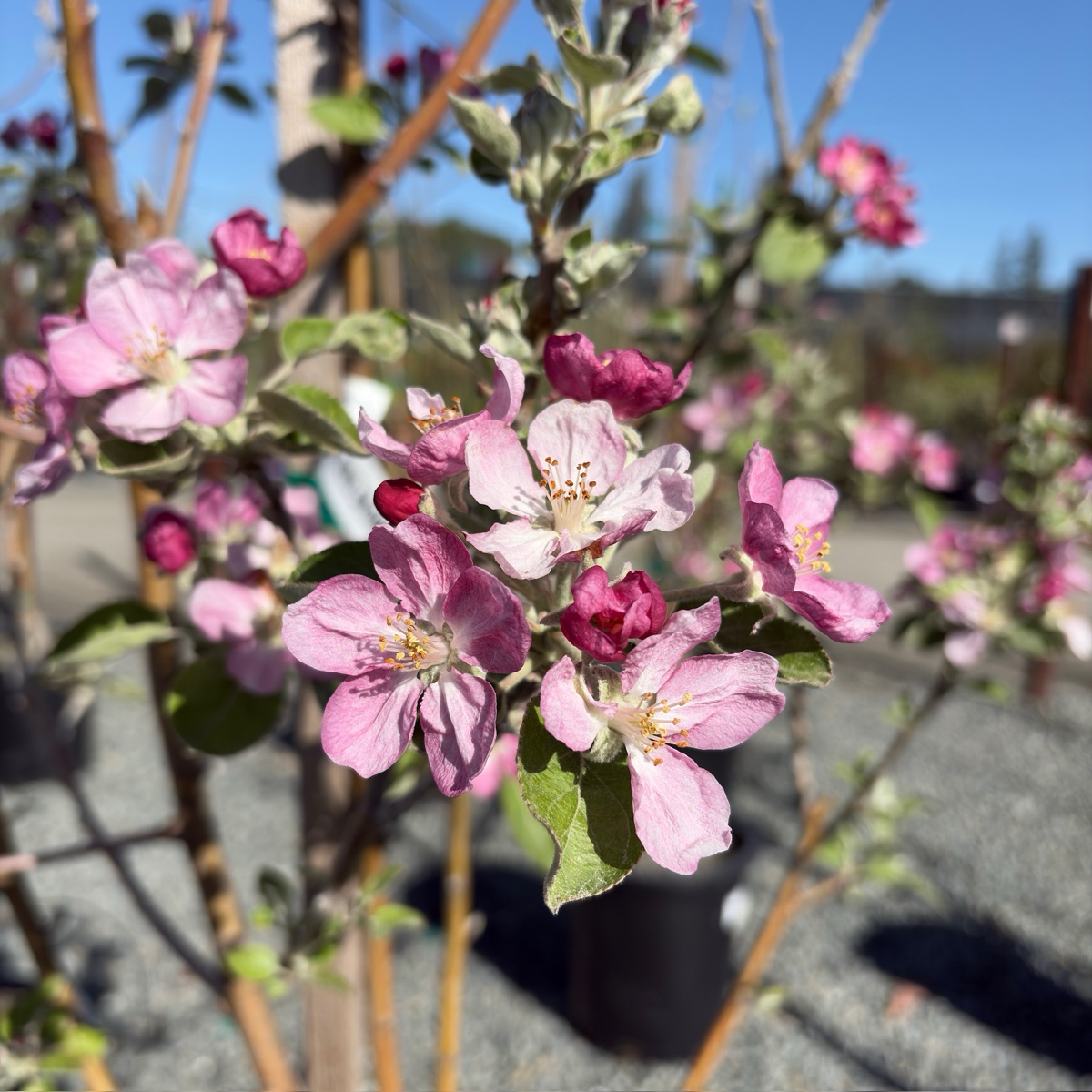 Pink Pearl Apple
