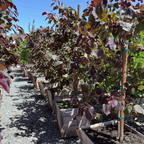 丛林三色堇紫荆