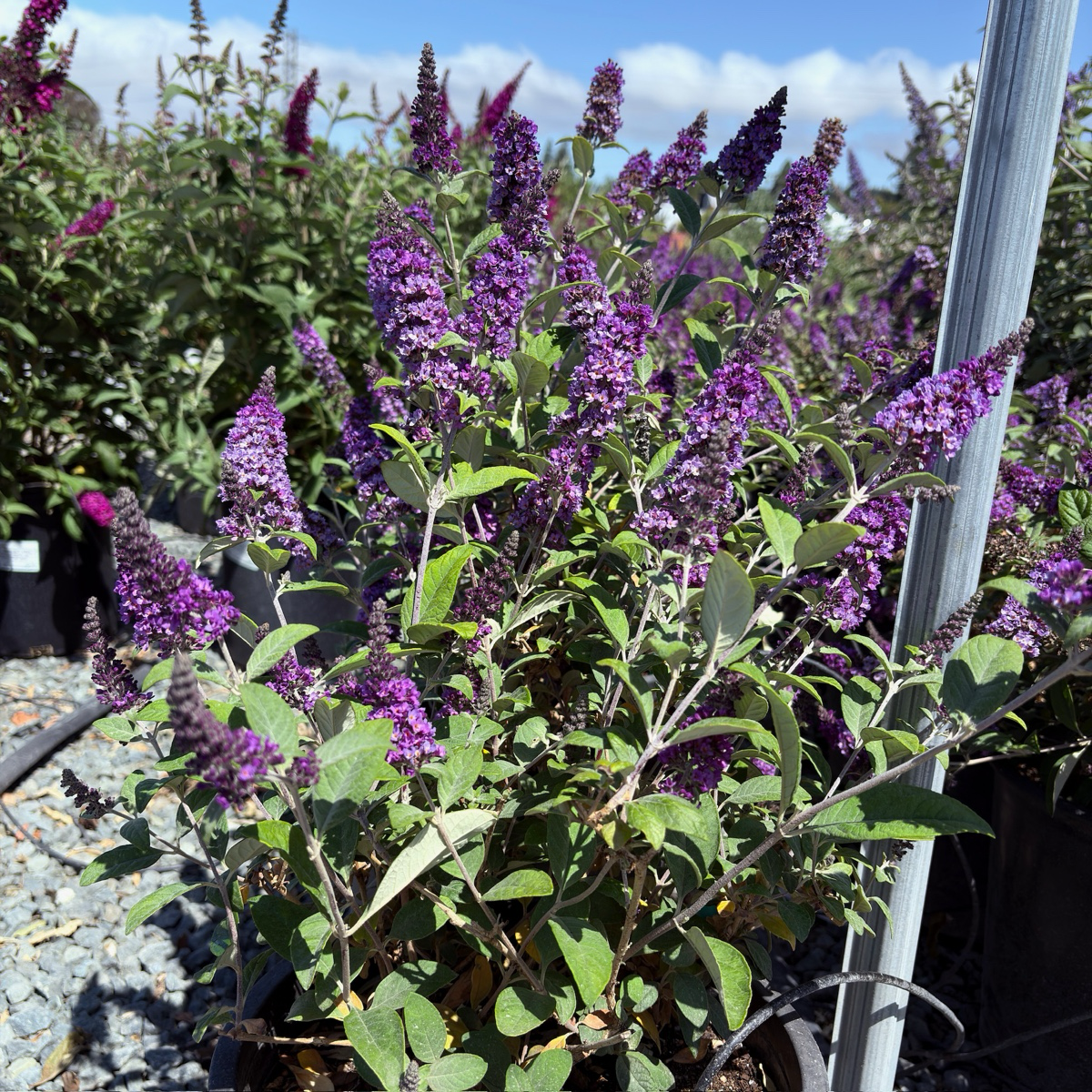 lue Chip Dwarf Butterfly Bush