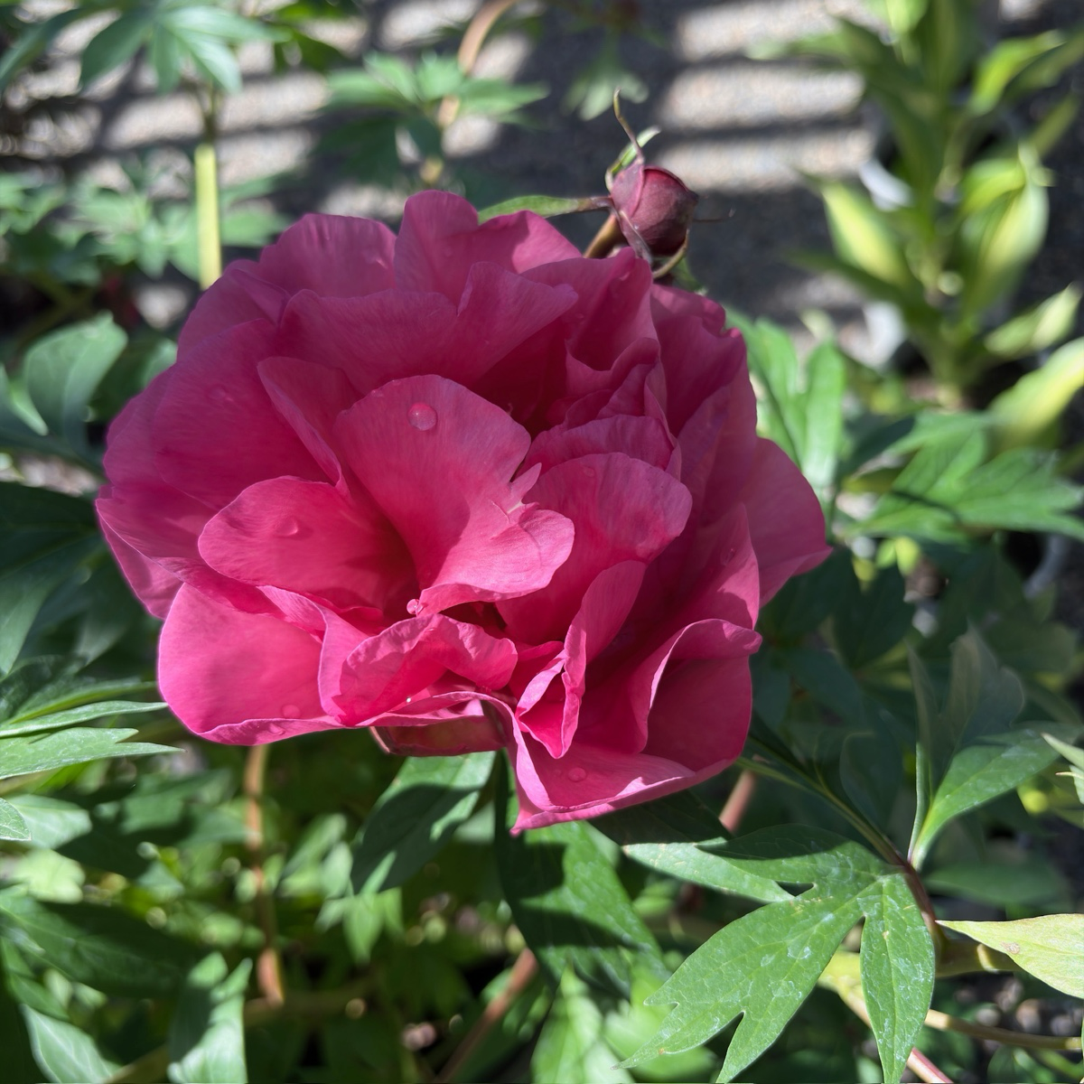 Garden Candy™ Strawberry Swirl Itoh Peony