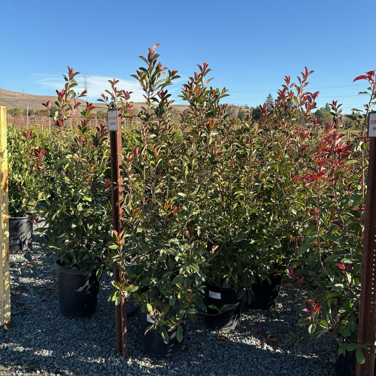 Red Tip Photinia
