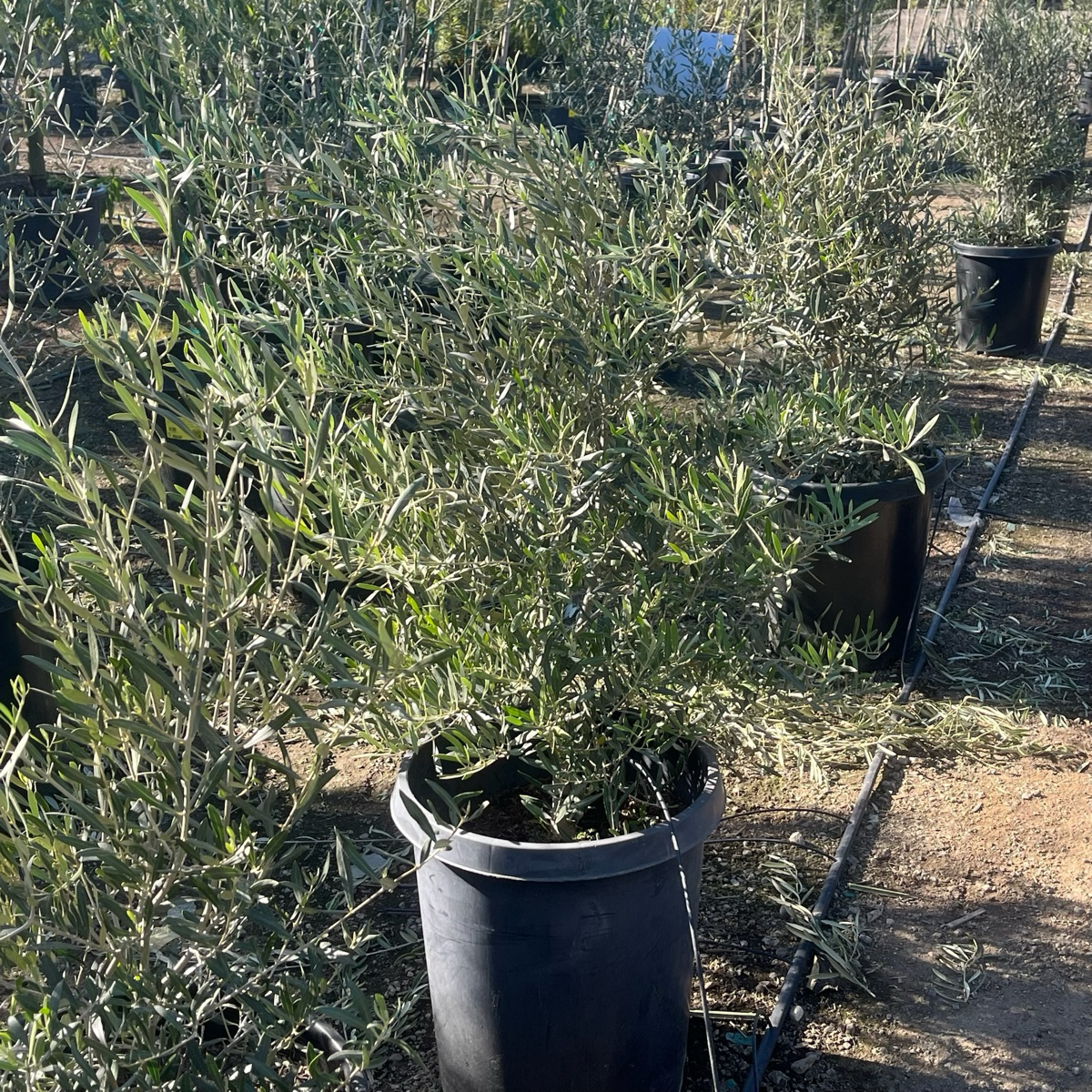 Fruitless Olive