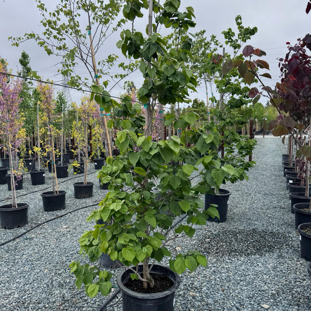 Avondale Redbud (Pink)、Avondale Chinese Redbud (Pink)