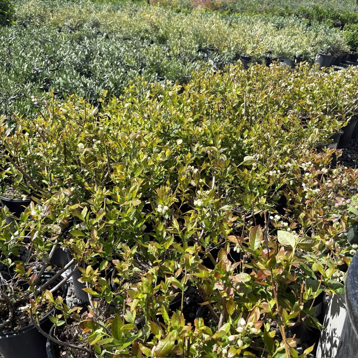 Duke' Northern highbush Blueberry