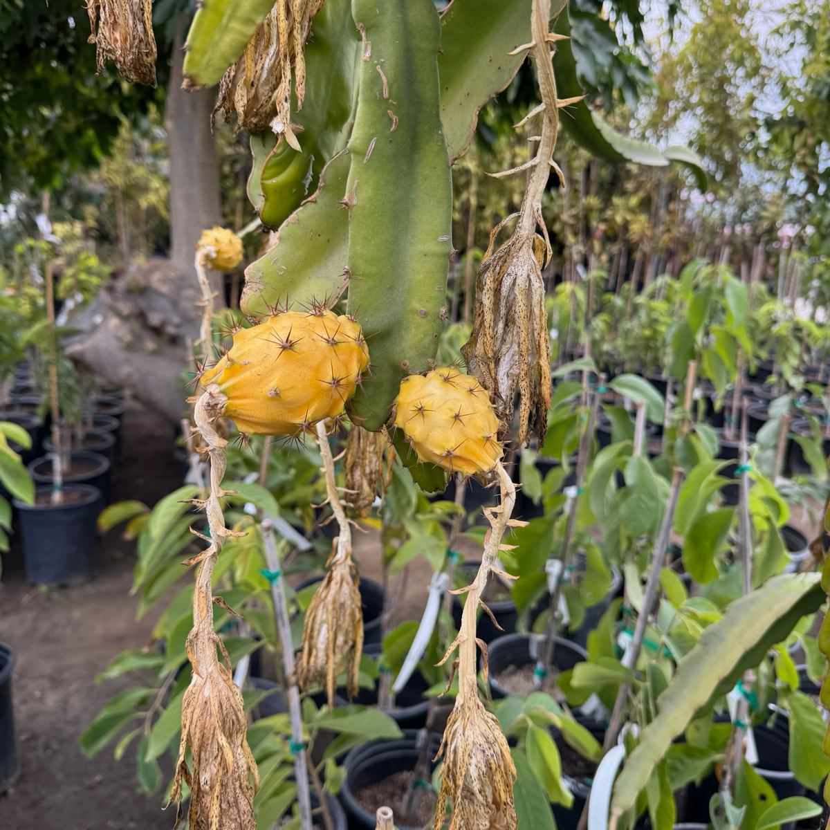 Dragon Fruit-Kirin Fruit