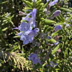 Prostrate Rosemary