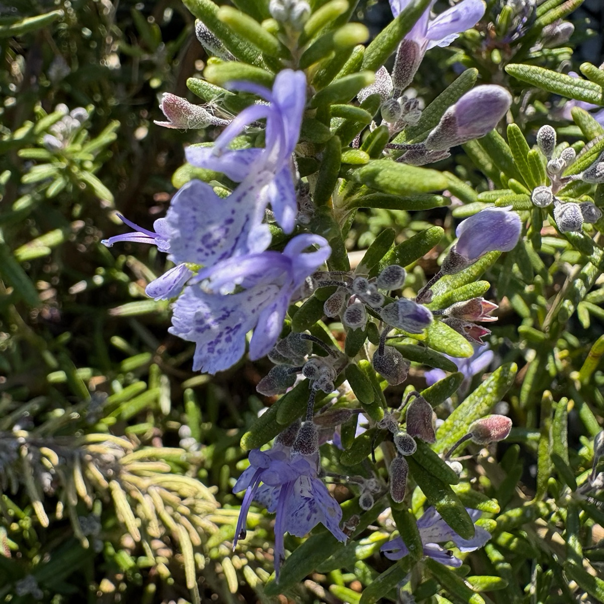 Prostrate Rosemary