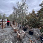 Fruitless Olive