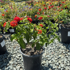 Dallas Red Bush Lantana