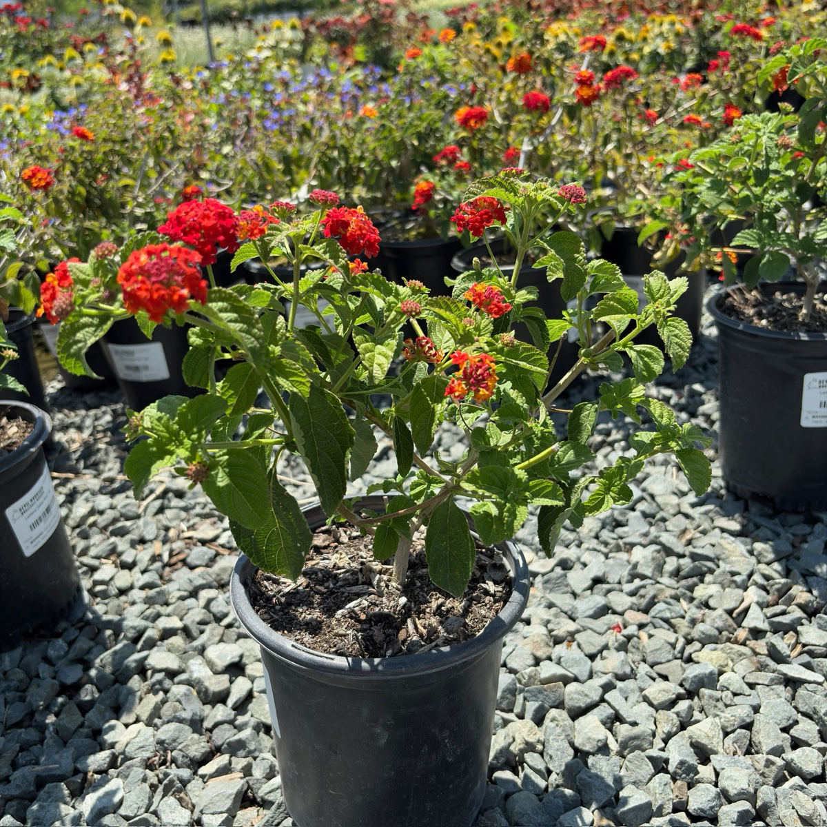 达拉斯红五色梅