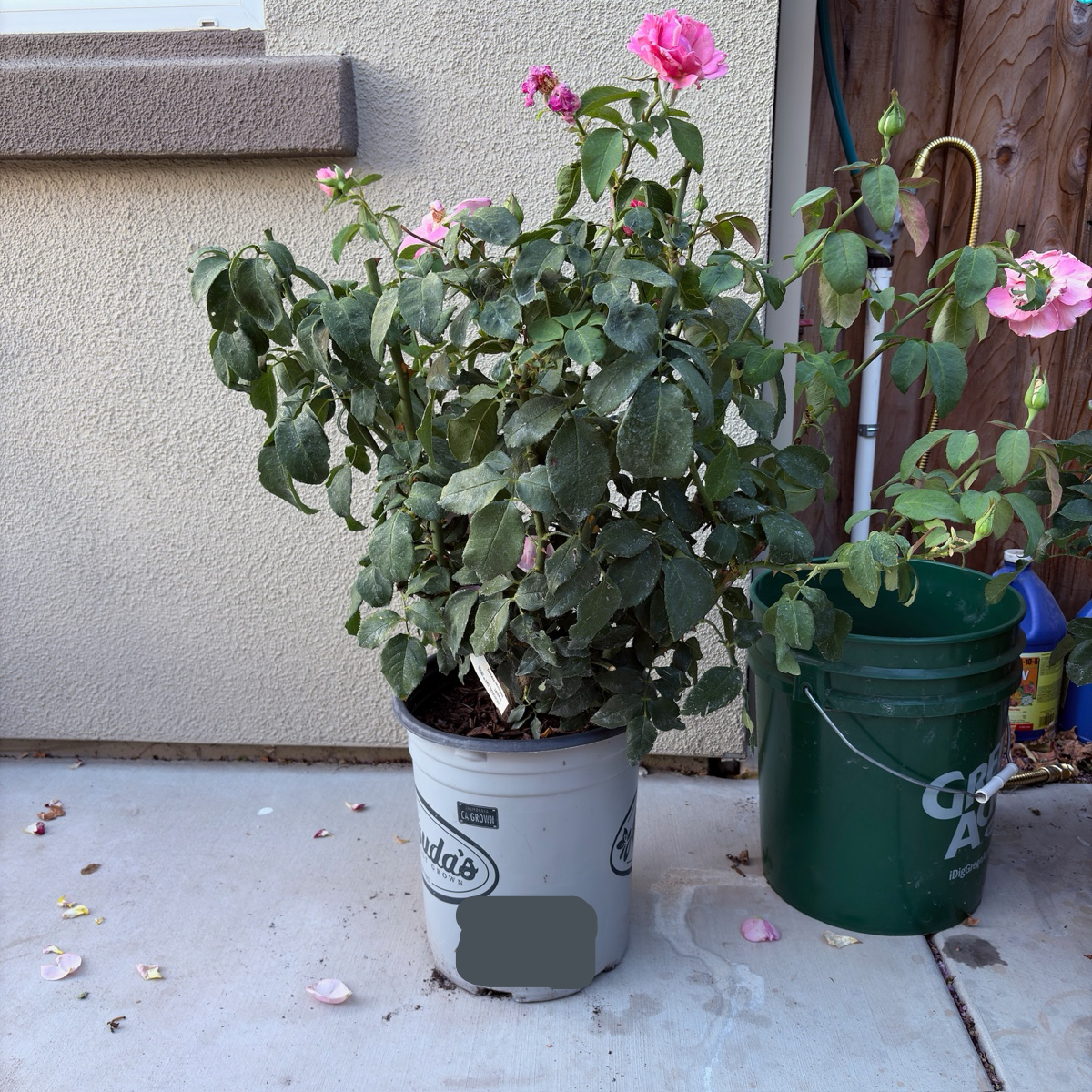 茶香月季-英雄纪念日