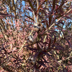 Ruby Glow New Zealand Tea Tree
