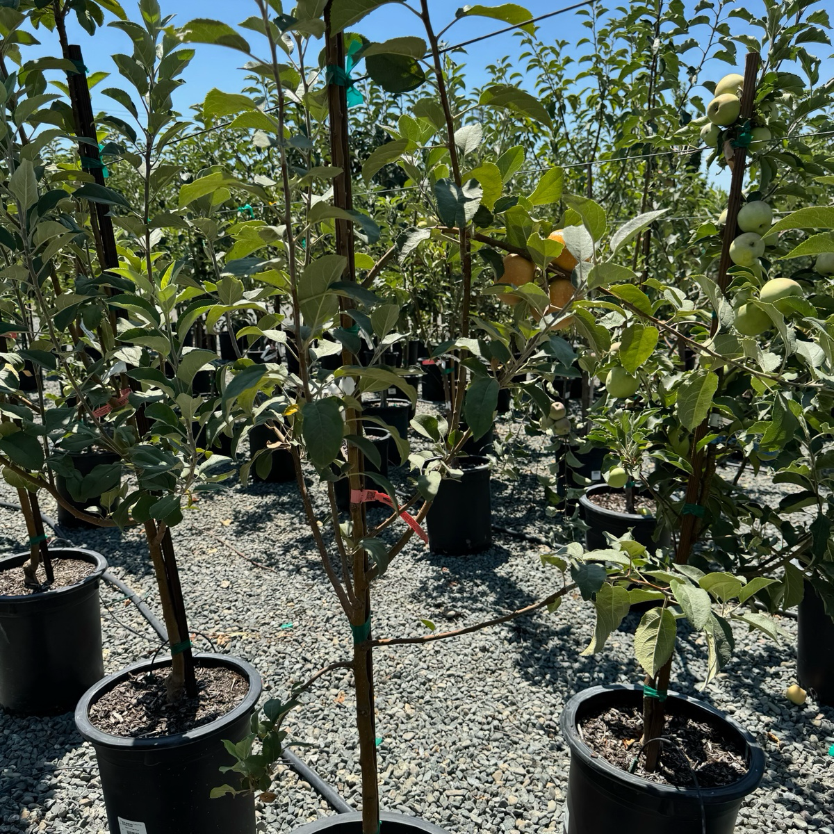 粉红珍珠苹果