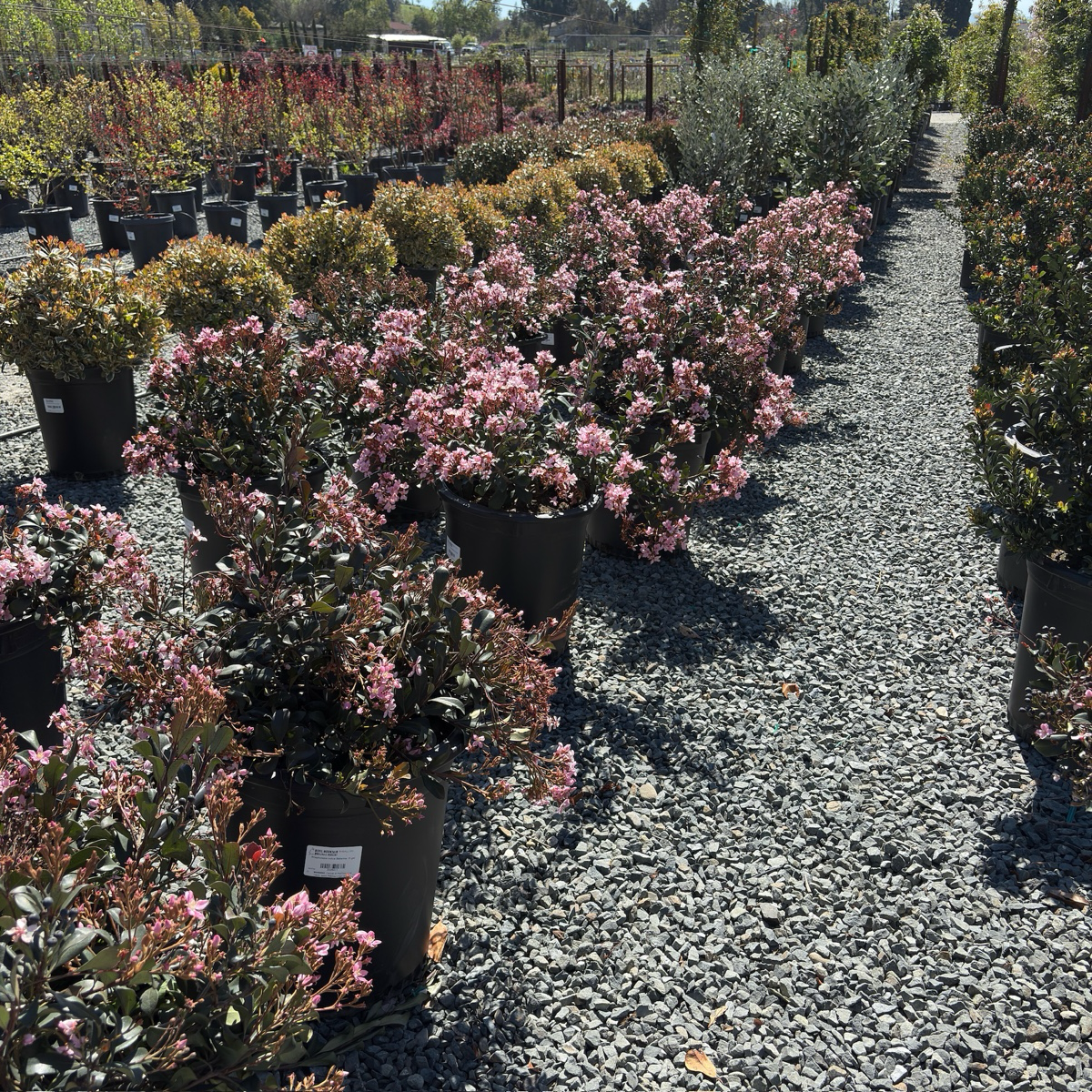 Pink Lady Indian Hawthorn