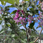 粉红珍珠苹果