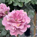 丰花月季-天使面容