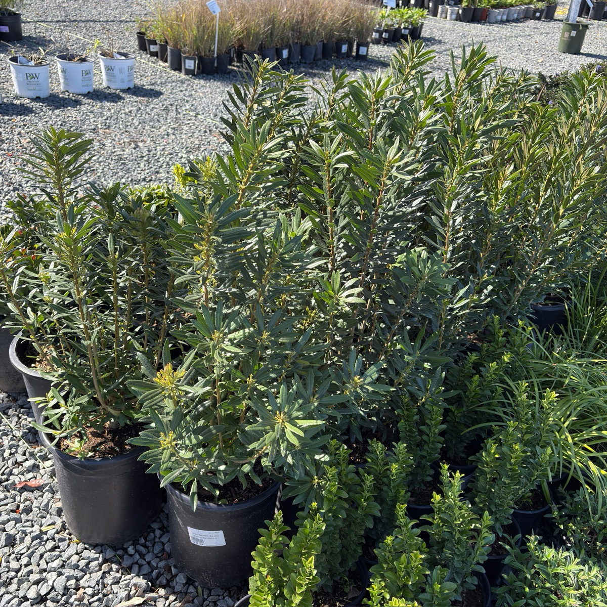 Pacific Wax Myrtle