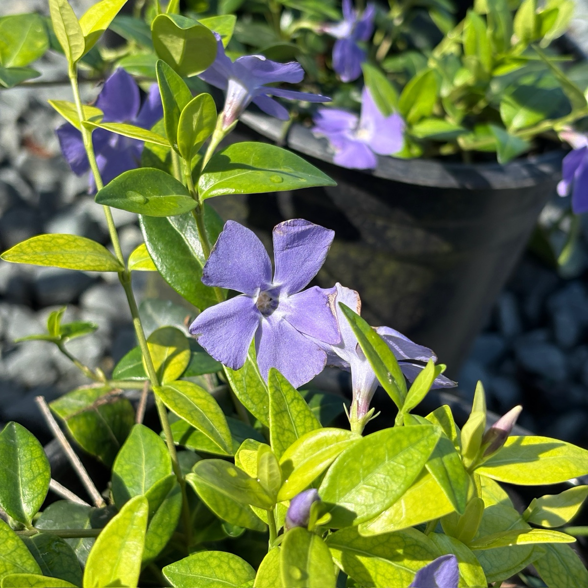 蔓长春花