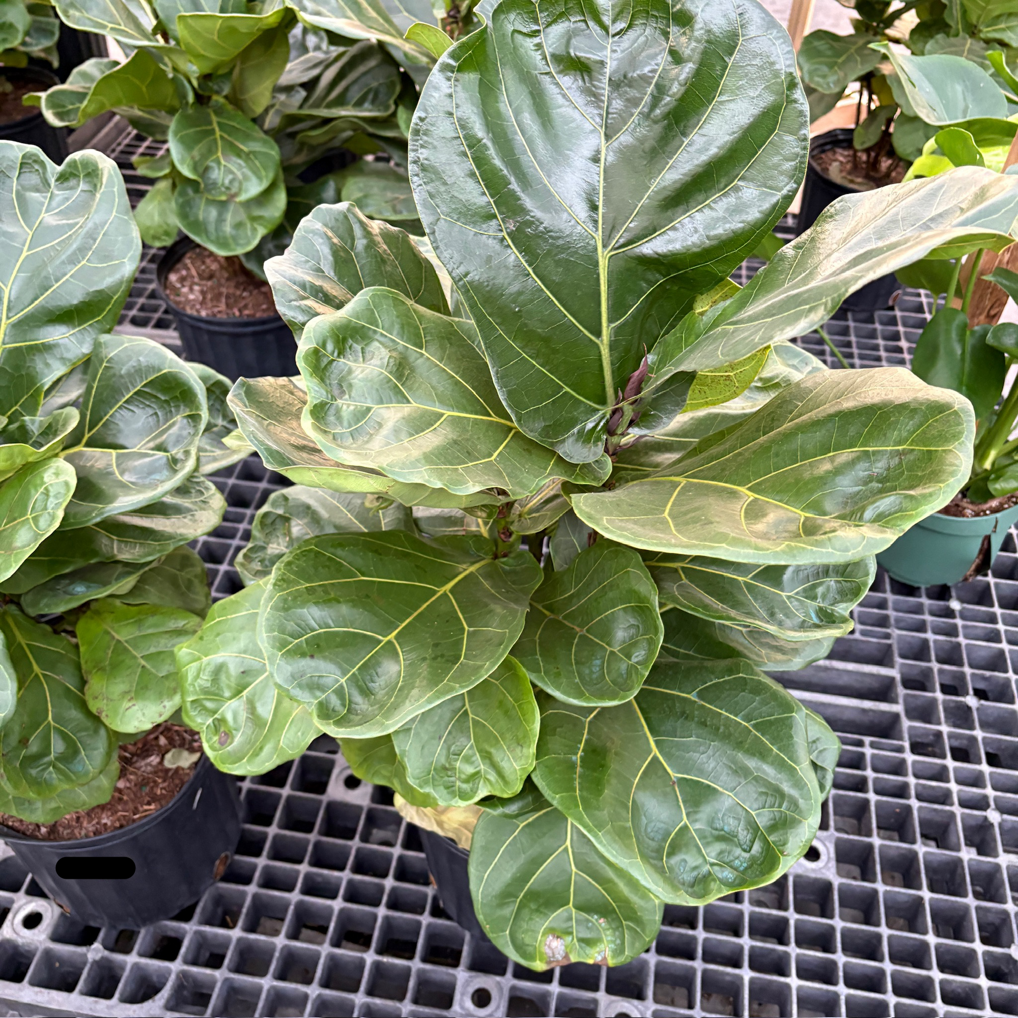 Ficus ‘lyrata’