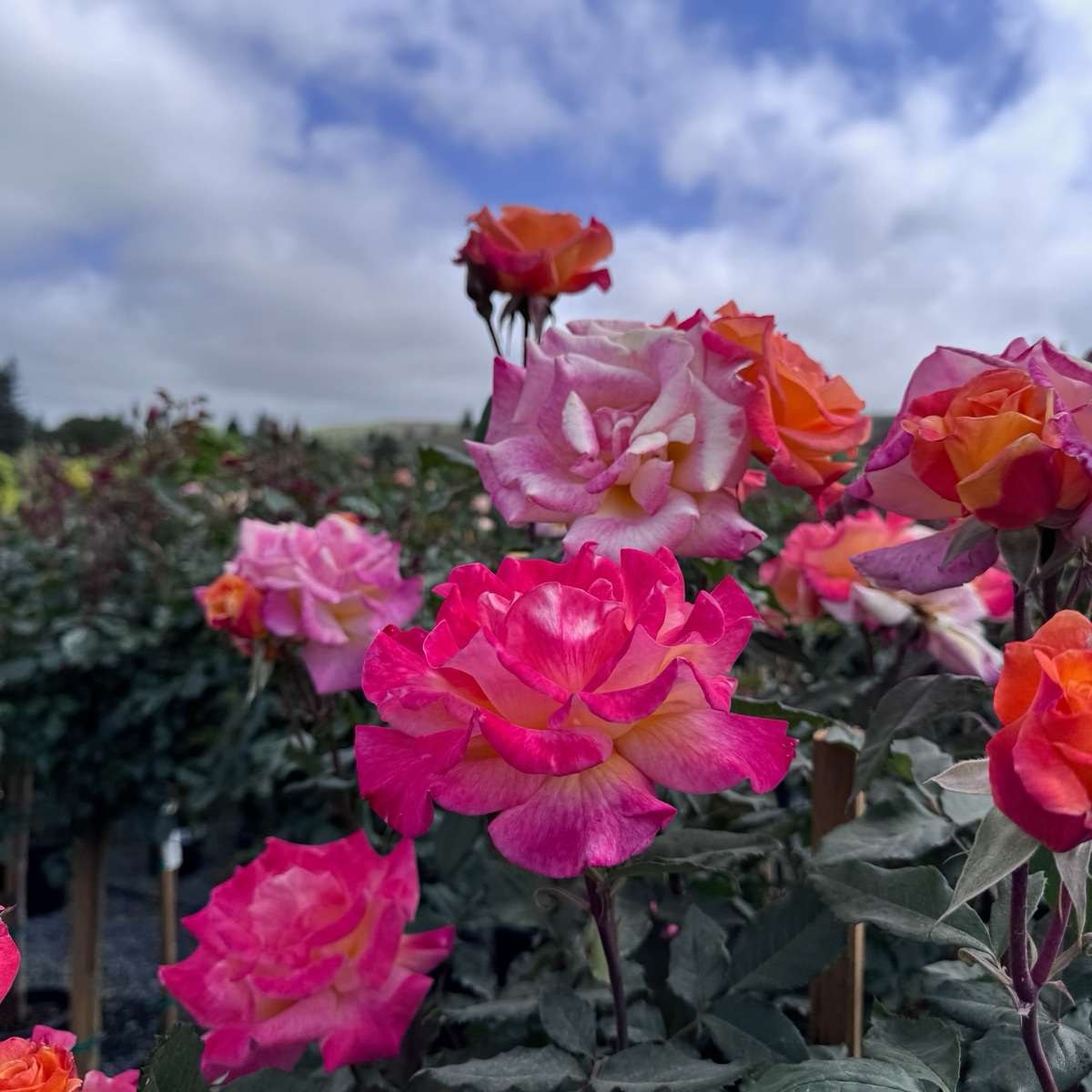 Rio Samba Rose