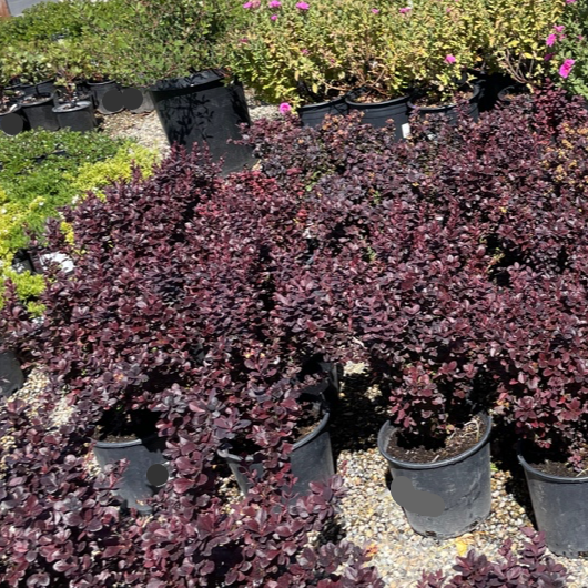 Berberis vulgaris - crimson barberry