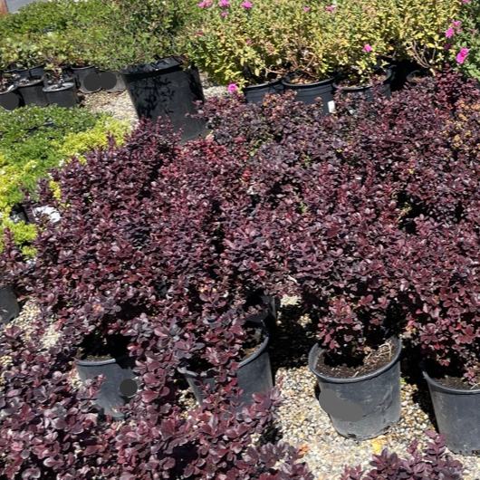 Concorde Barberry 