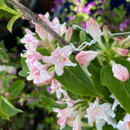 Variegated Dwarf Weigela