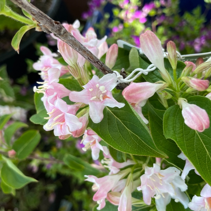 Variegated Dwarf Weigela
