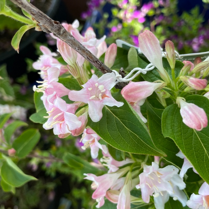 Weigela-Weigela variegated 