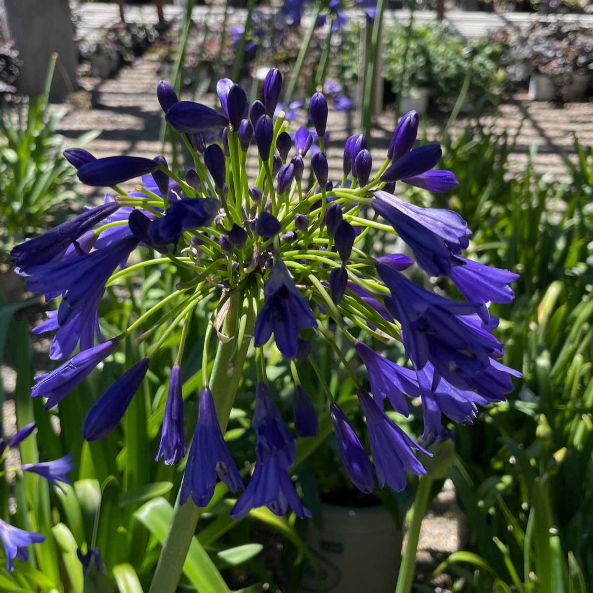 Storm Cloud Lily of the Niie