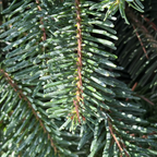 Nordmann Fir