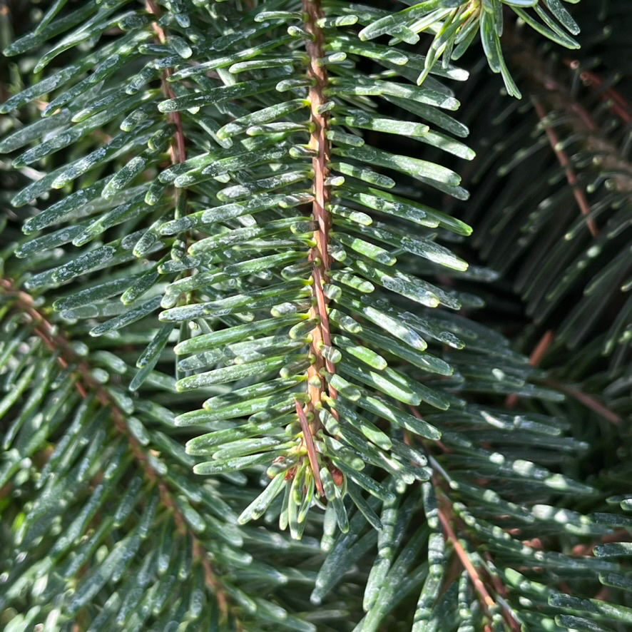 Nordmann Fir